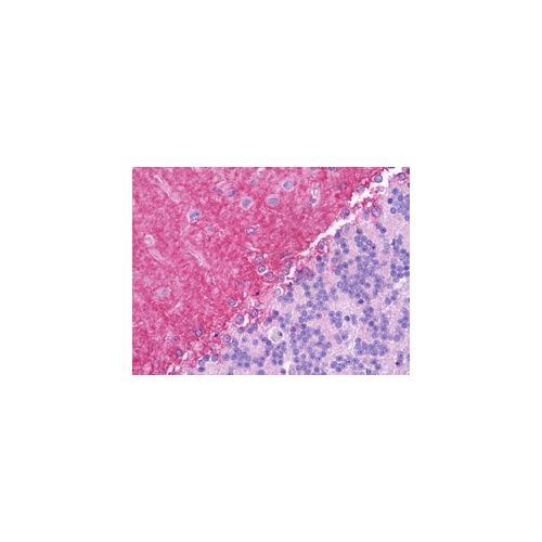 JAG1 / Jagged 1 (aa1197-1210) antibody