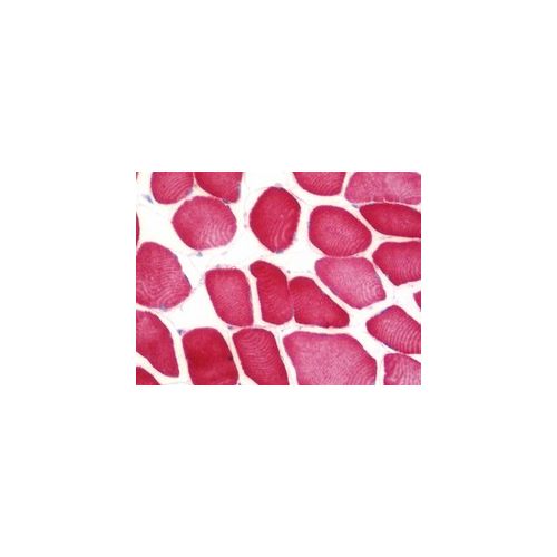 FAM26F (aa266-295) antibody