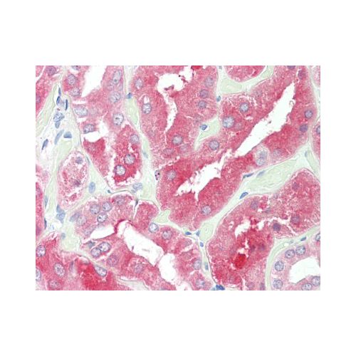 HDAC6 (C-Terminus) antibody