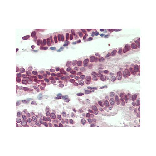 LMNB1 / Lamin B1 (aa526-537) antibody