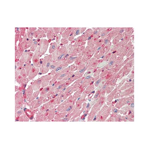 FABP4 / AP2 (Internal) antibody