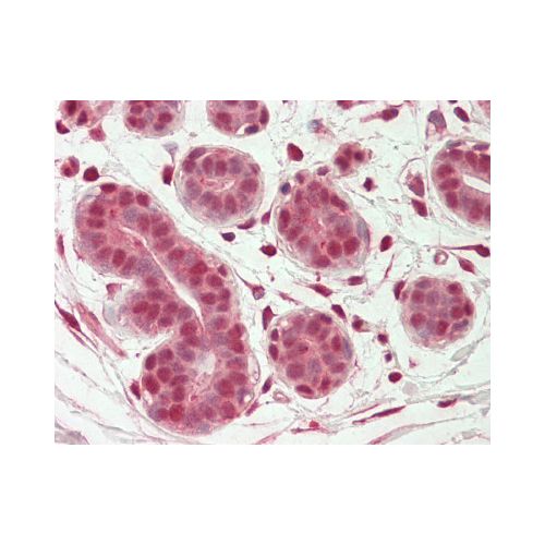 OAS2 (aa357-371) antibody