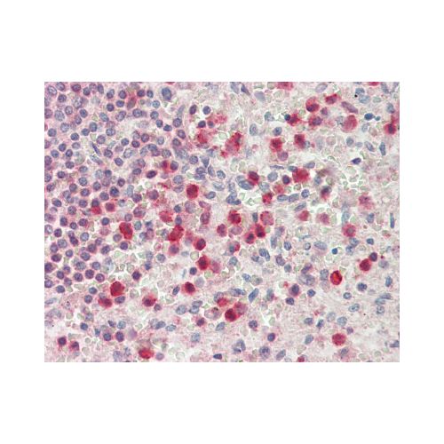 SERPINB1 (aa130-143) antibody