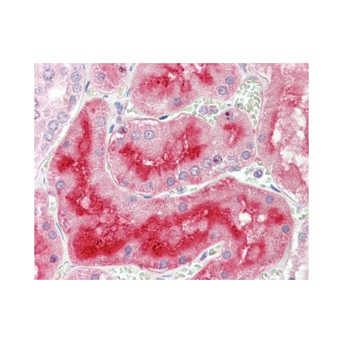 ALPL / Alkaline Phosphatase antibody (2F4)