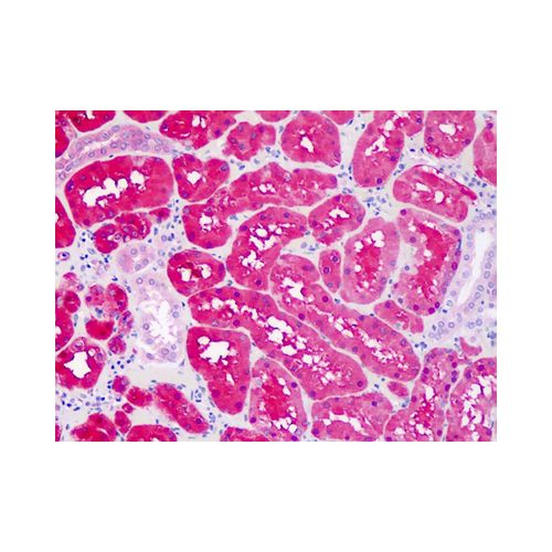 CNDP2 antibody (AT15E5)
