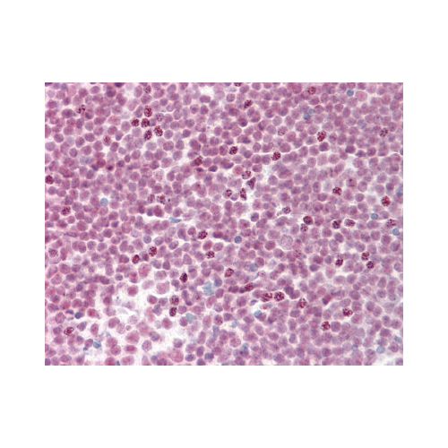 SF3B4 antibody (3A1)