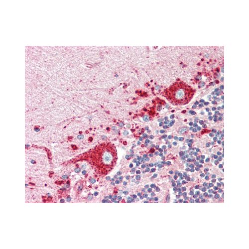 LAMP1 / CD107a antibody (6E2)