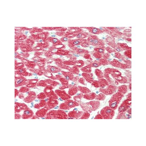 CRYAB / Alpha B Crystallin antibody (6D11)