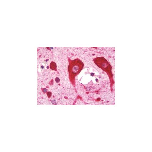 MC1R (aa205-232) antibody
