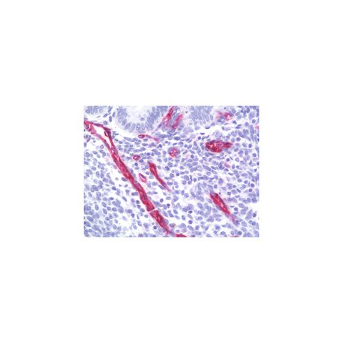 PECAM-1 / CD31 antibody (1H6)