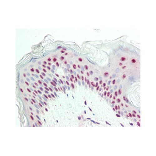 Proliferation Marker IPO-38 antibody (IPO-38)