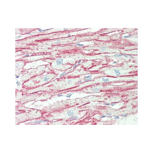 ITGA6/Integrin Alpha 6/CD49f antibody