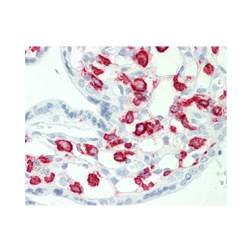 FCGR2A / CD32A antibody (13D7)