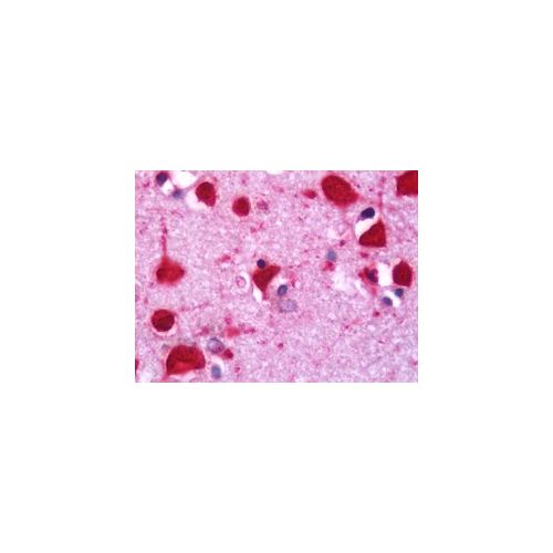 ITGA7  / Integrin Alpha 7 antibody (3C12)