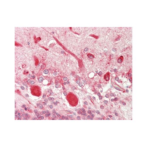 HTR2C (aa400-450) antibody