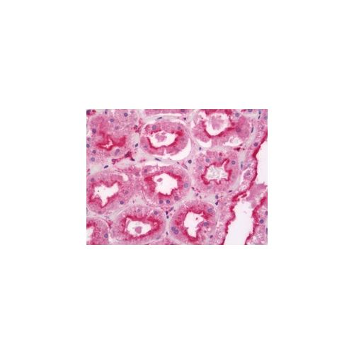 TNKS1BP1 (aa1601-1650) antibody