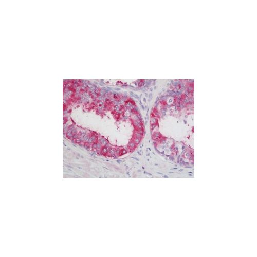 LOXL2 (aa454-742) antibody