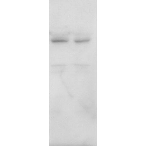 Lamin-B1 pT575 antibody