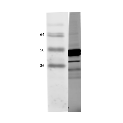 SNAP23 antibody (5A8)