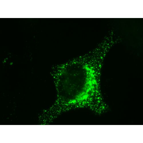 CHMP4b antibody (13G12)
