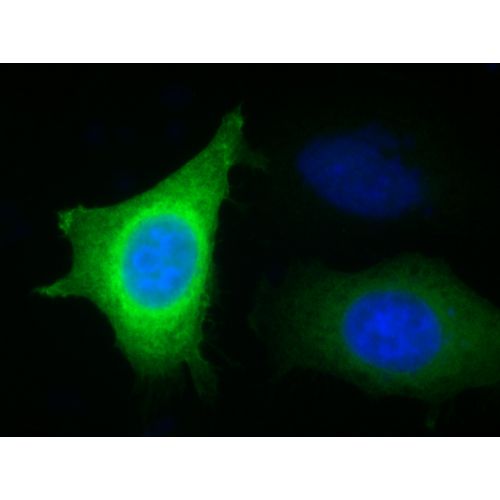 CHMP2b antibody (5G4)