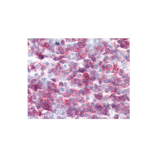 CD27 antibody (LG.3A10)
