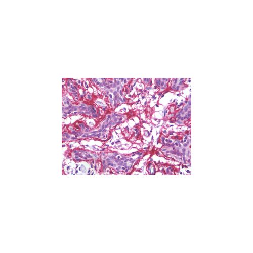 MFAP4 antibody (AT12D11)