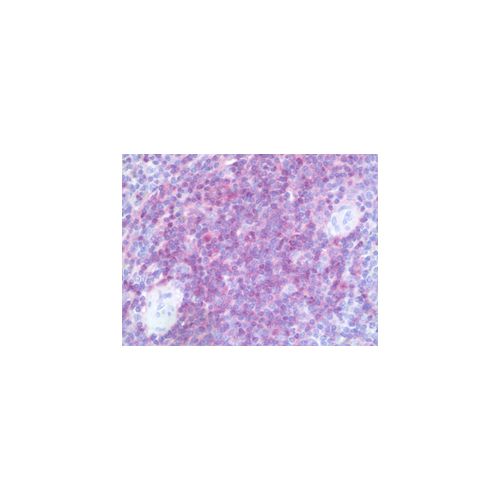 CD4 antibody (5D9)