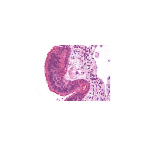 FMR1 antibody (1D10)