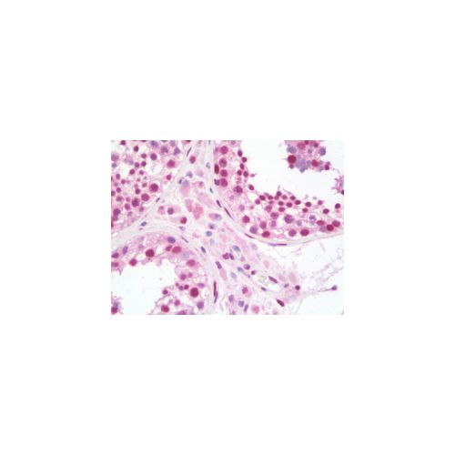 STAT5A antibody (9F7)