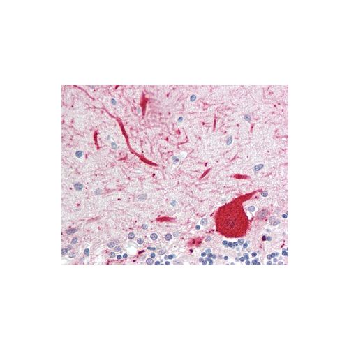 ALDOC antibody