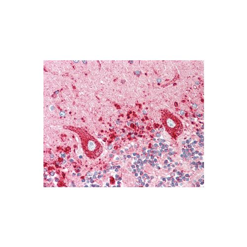 LAMP1 antibody (5H6)