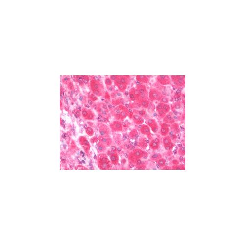 TDO2 antibody (4G2)