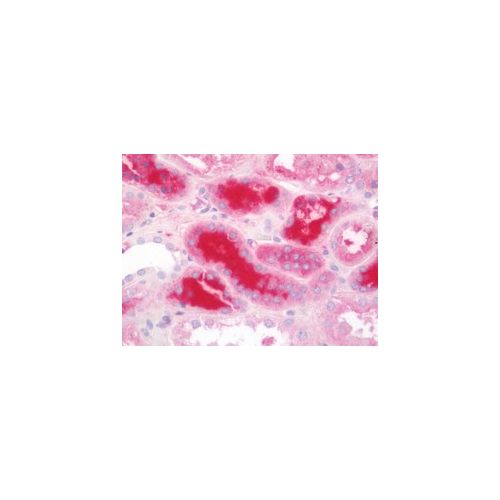 APOA1 (aa10-37) antibody