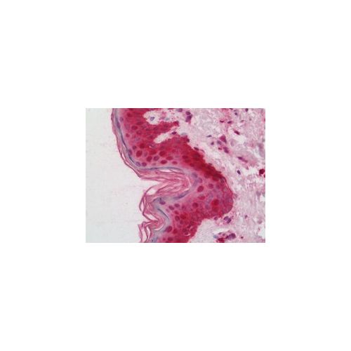 HHEX antibody (3F4)