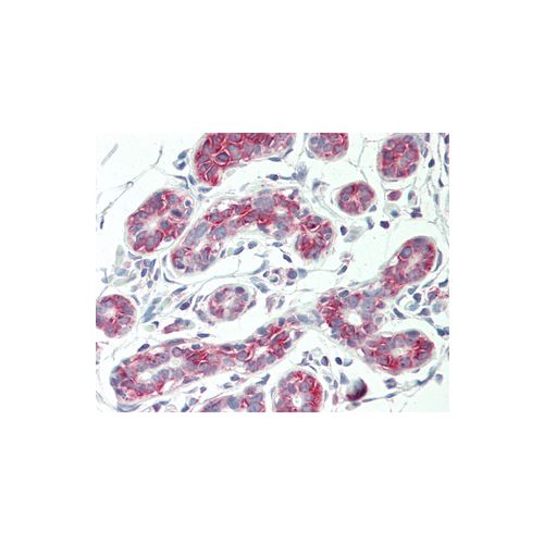 AVPR1A antibody (721CT25.2.1)