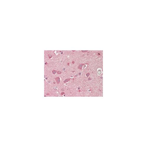 LNX1 antibody (1H9)