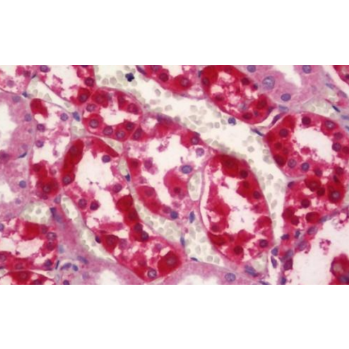 CAPN2 antibody (1F4)