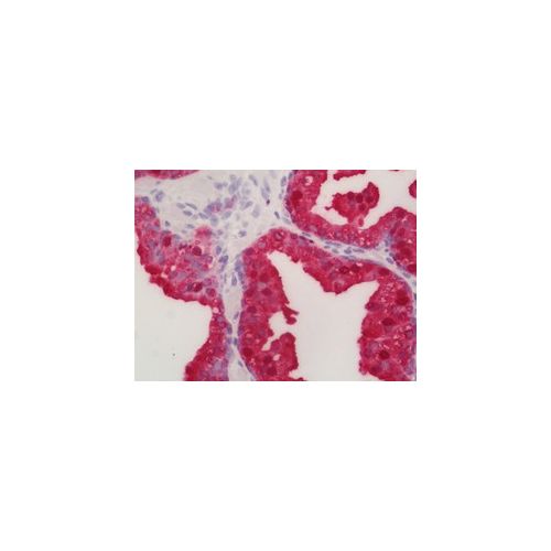 F Actin (N-Terminus) antibody