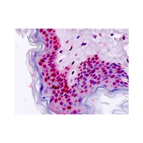 HOXA7 (aa1-30) antibody