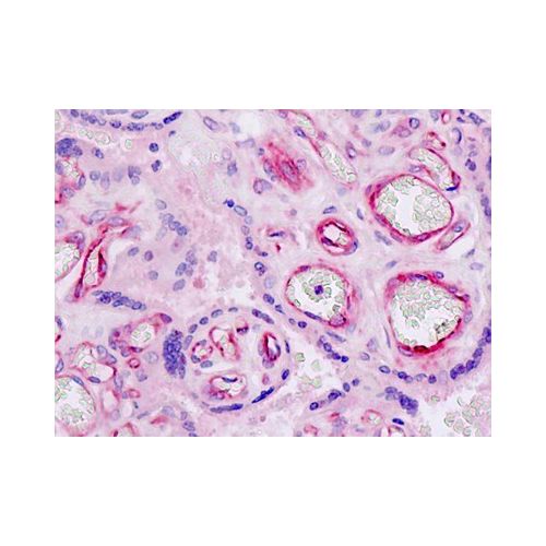 NID1 (aa219-268) antibody