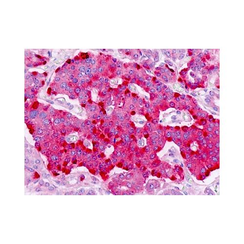 PTPRN2 (aa206-255) antibody