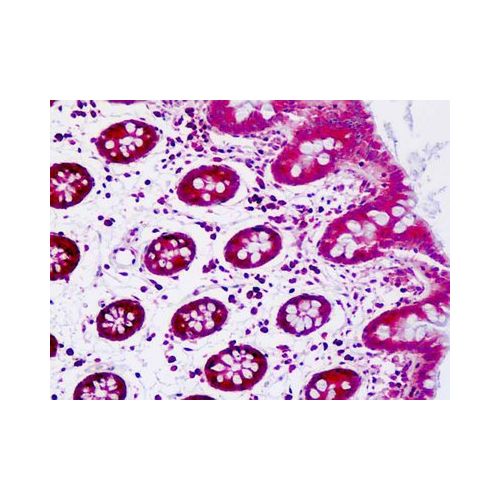 SFRP5 (aa189-219) antibody
