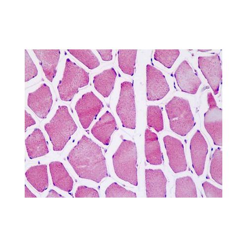 ATP5O (aa44-73) antibody