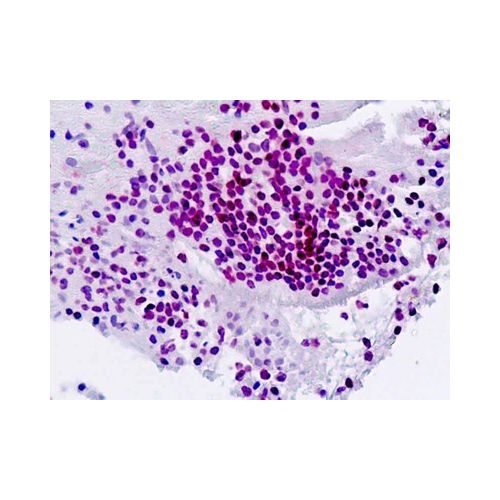 SPI1 (aa216-246) antibody