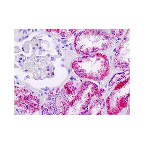 FUCA1 (aa272-302) antibody