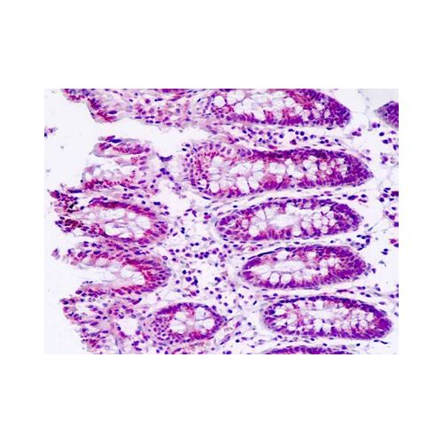 MAN2A2 (aa766-796) antibody