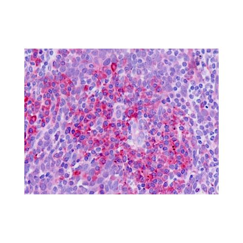 SLC11A1 (aa256-285) antibody