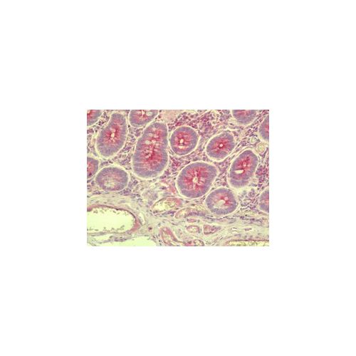 SLC35D3 (C-Terminus) antibody