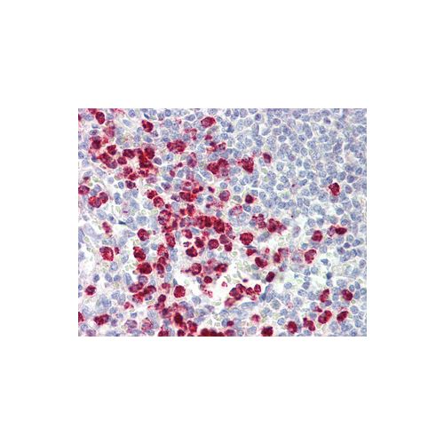 ORMDL3 (aa56-85) antibody